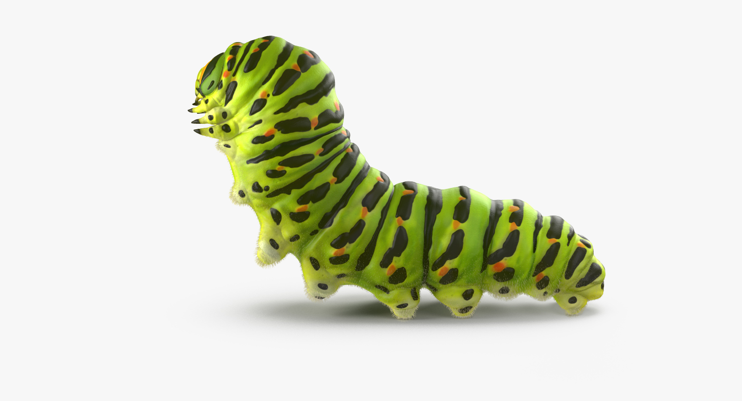 3d model caterpillar fur papilio machaon