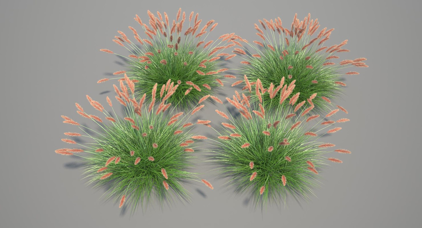 3d pennisetum fountain grass dwarf