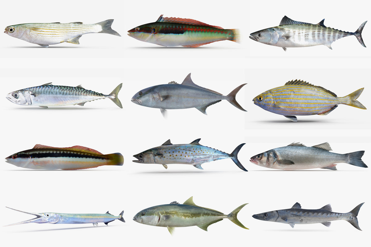 Рыбы Средиземного Моря Фото И Названия Telegraph