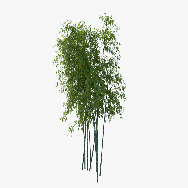 bamboo tree 3d obj