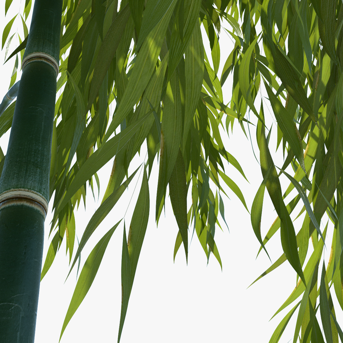 bamboo tree 3d obj