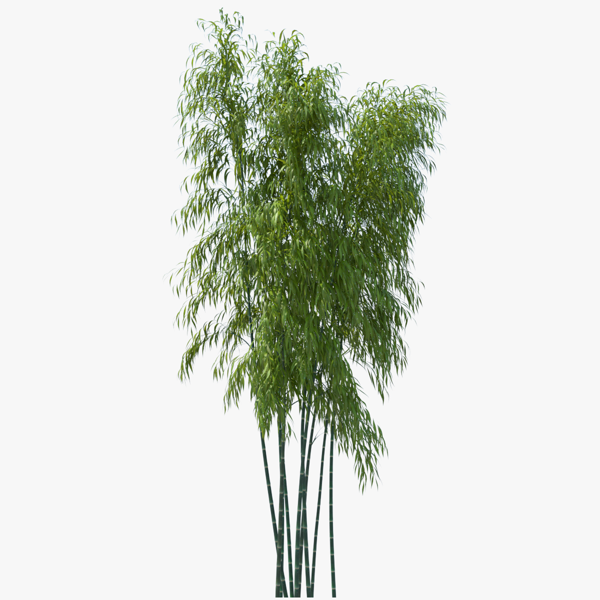 bamboo tree 3d obj