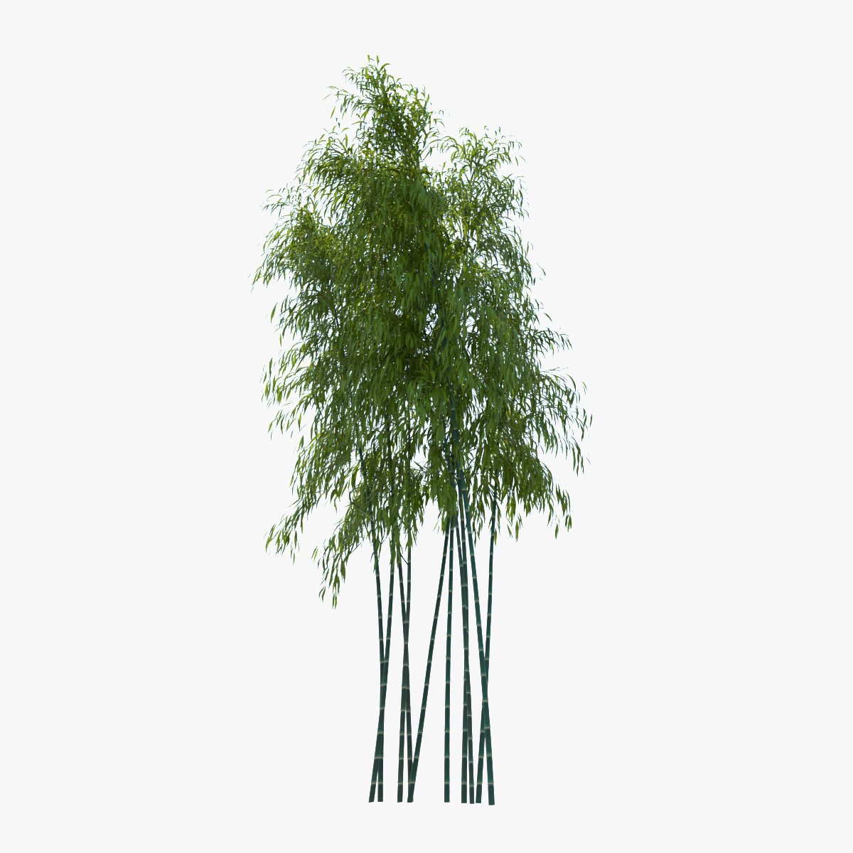 bamboo tree 3d obj