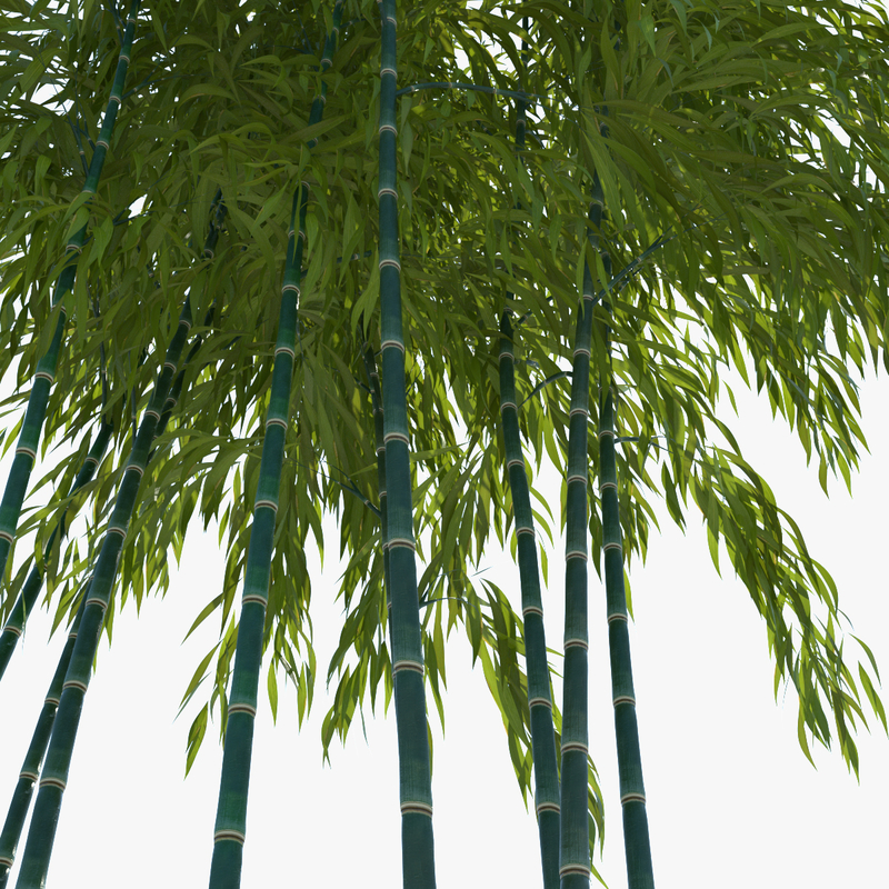 bamboo tree 3d obj