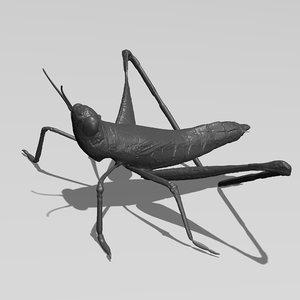 printable cricket blend