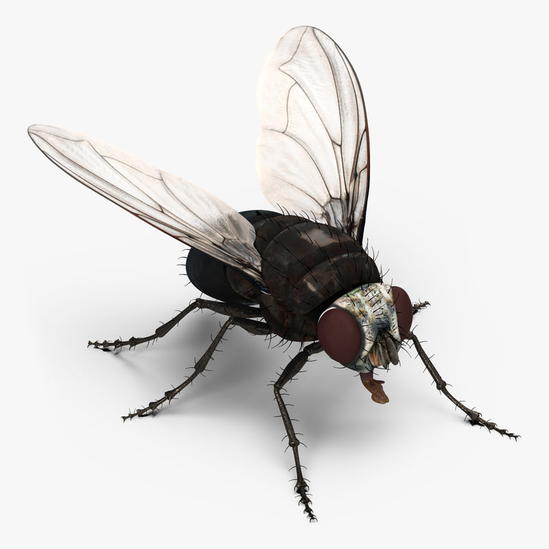 fly rigged 3d model