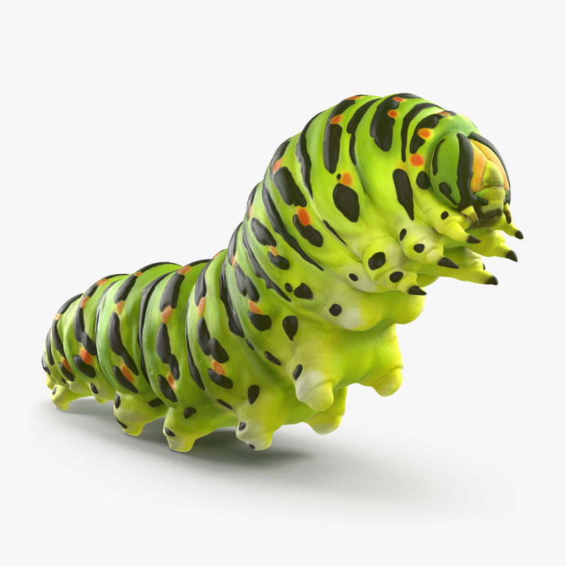 swallowtail caterpillar papilio machaon 3d max