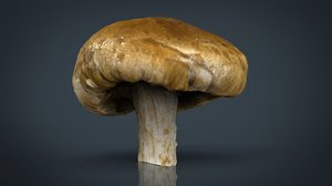 mushroom max