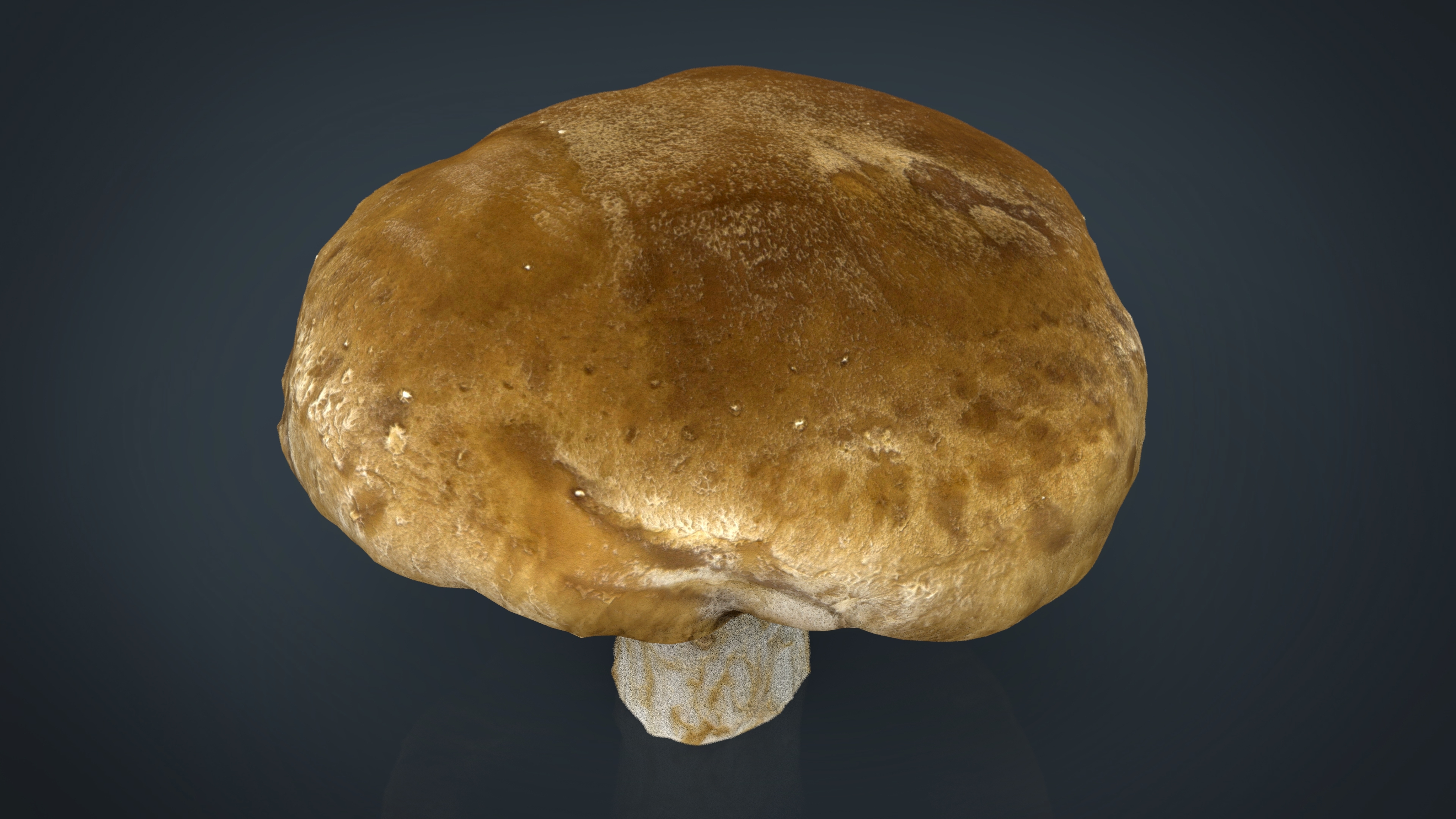 蘑菇13d模型