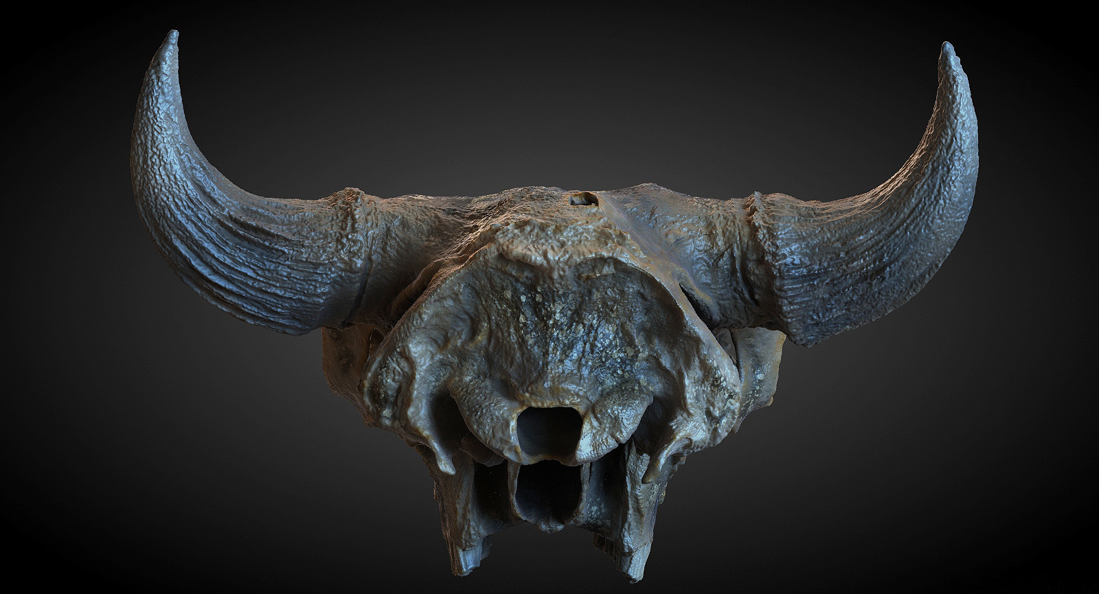 buffalo skull 3d model