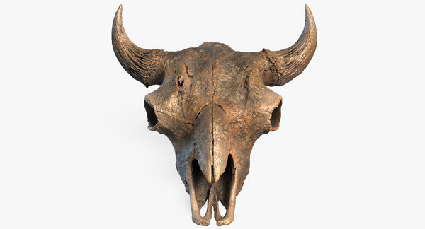 Buffalo Skull 3d Model
