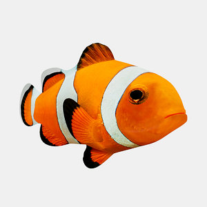 3d fish clownfish clown