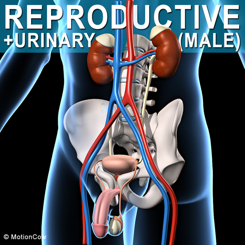 3d Model Male Human Reproductive Urinary 3451