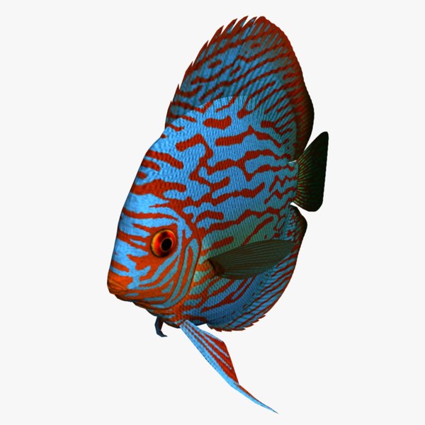 装配的3d鱼模型