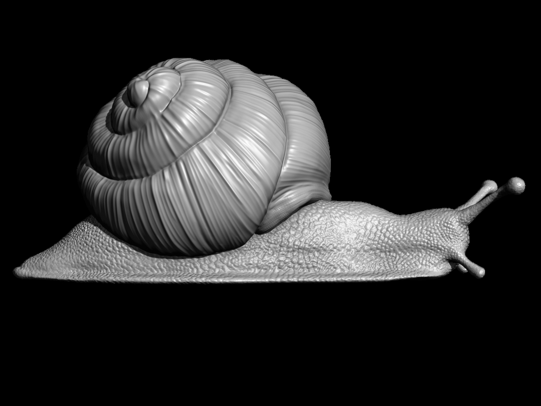 Schnecke 3D-Modell - TurboSquid 1110585