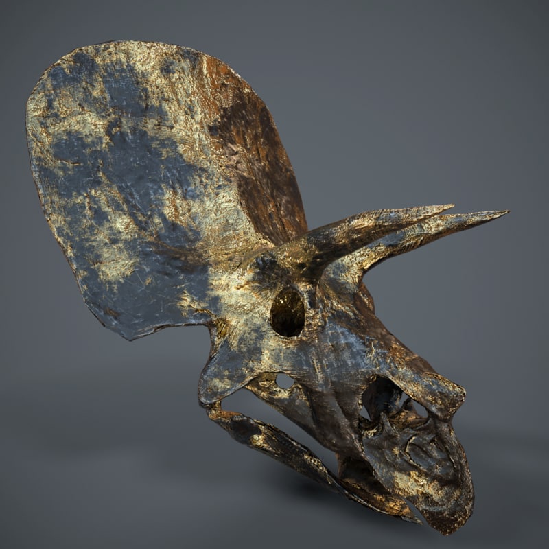 triceratops skull