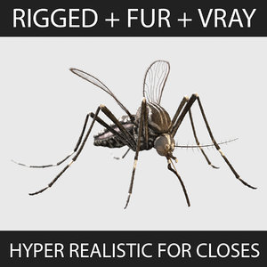 3d hyper mosquito aedes aegypti model