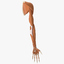 human arm 3d model