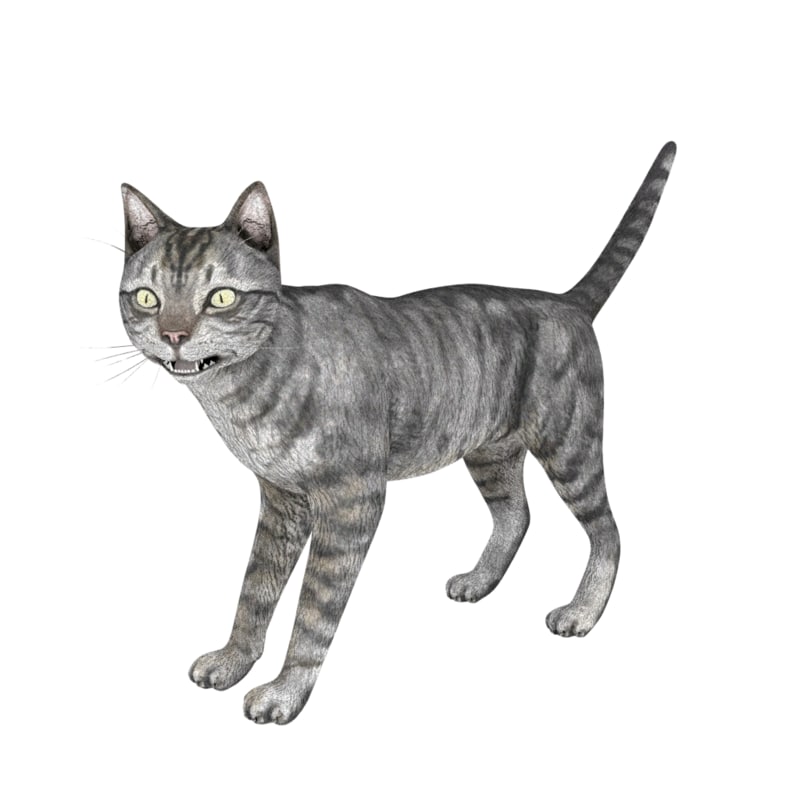 3d cat feline model