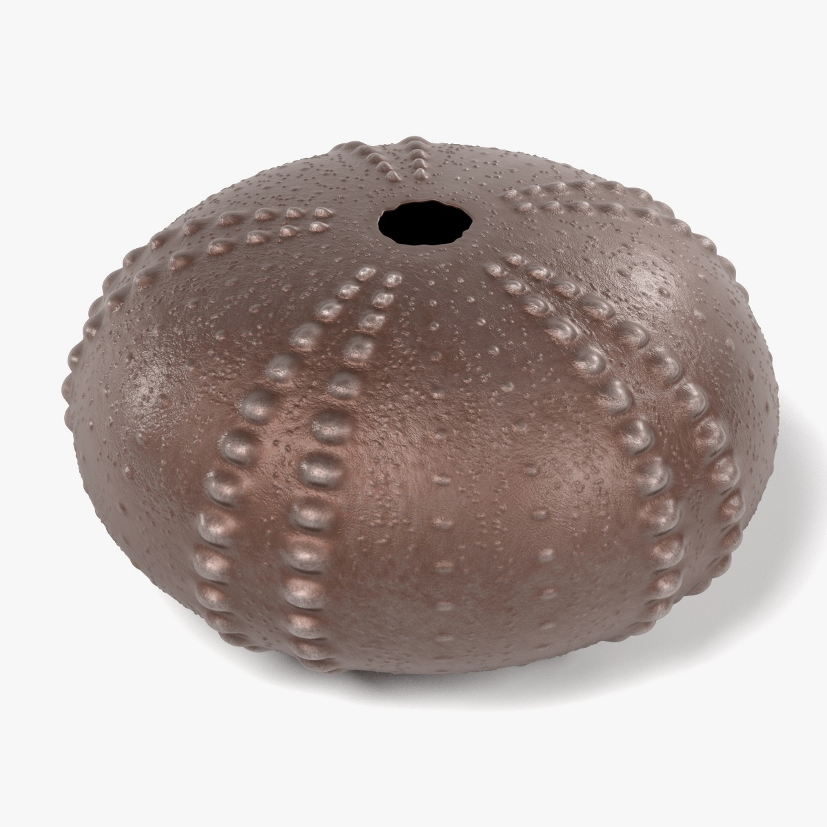 3d Model Sea Urchin Shell