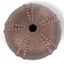 3d model sea urchin shell