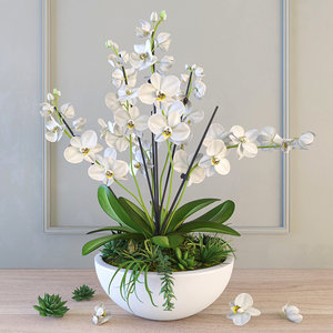 3d orchid model