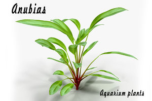3d max anubias aquarium plant