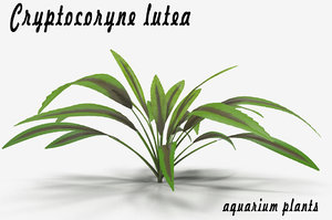 cryptocoryne lutea 3d max