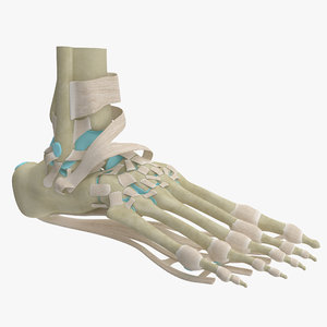 max realistic foot skeleton anatomy