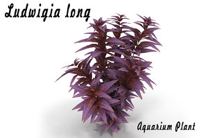 3d ludwigia aquarium plant