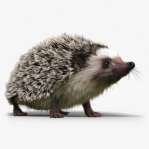 3d hedgehog fur rigged