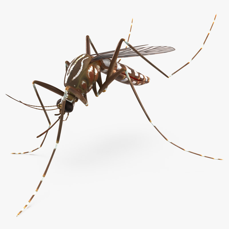 max mosquito