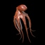 tentacles octopus c4d