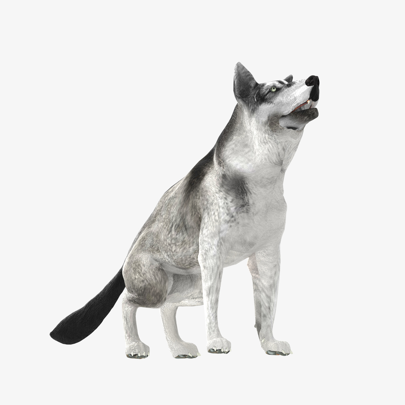 realistic husky dog lucky