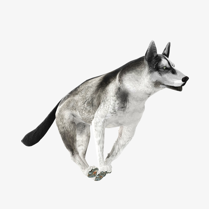 realistic husky dog lucky