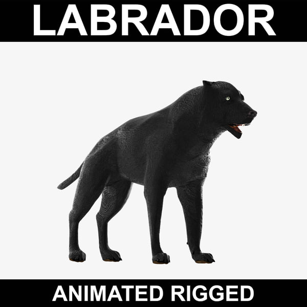 Labrador (Animated Rigged) Model 3D - TurboSquid 1112897