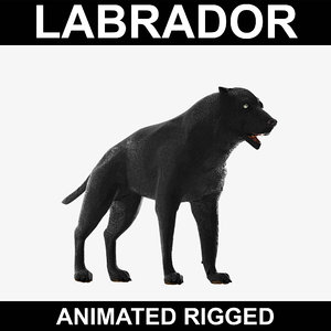 3d realistic labrador rigged model