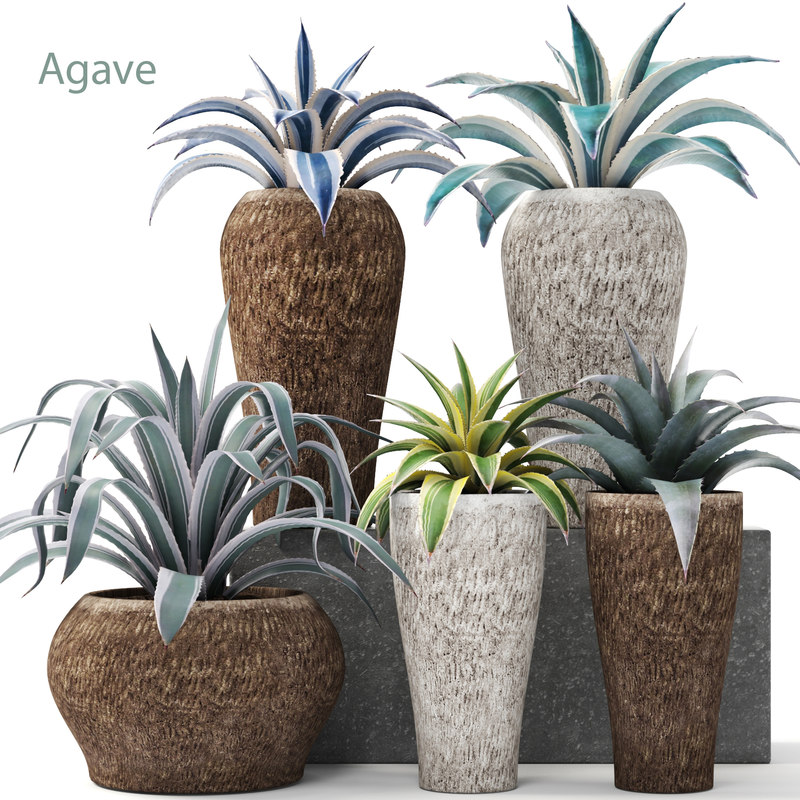 agave pots ma