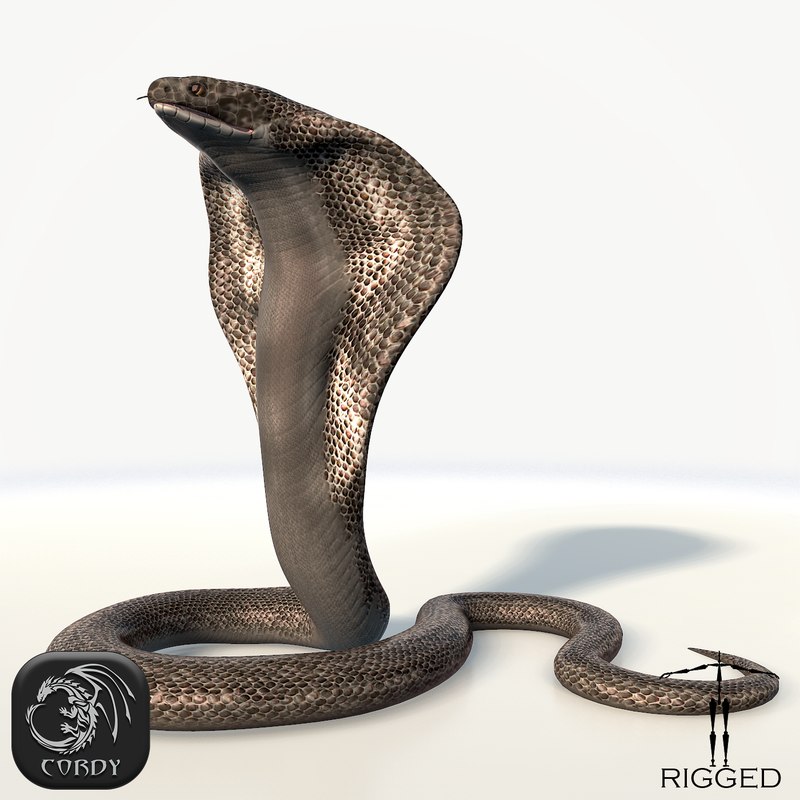 3d hd king cobra snake model