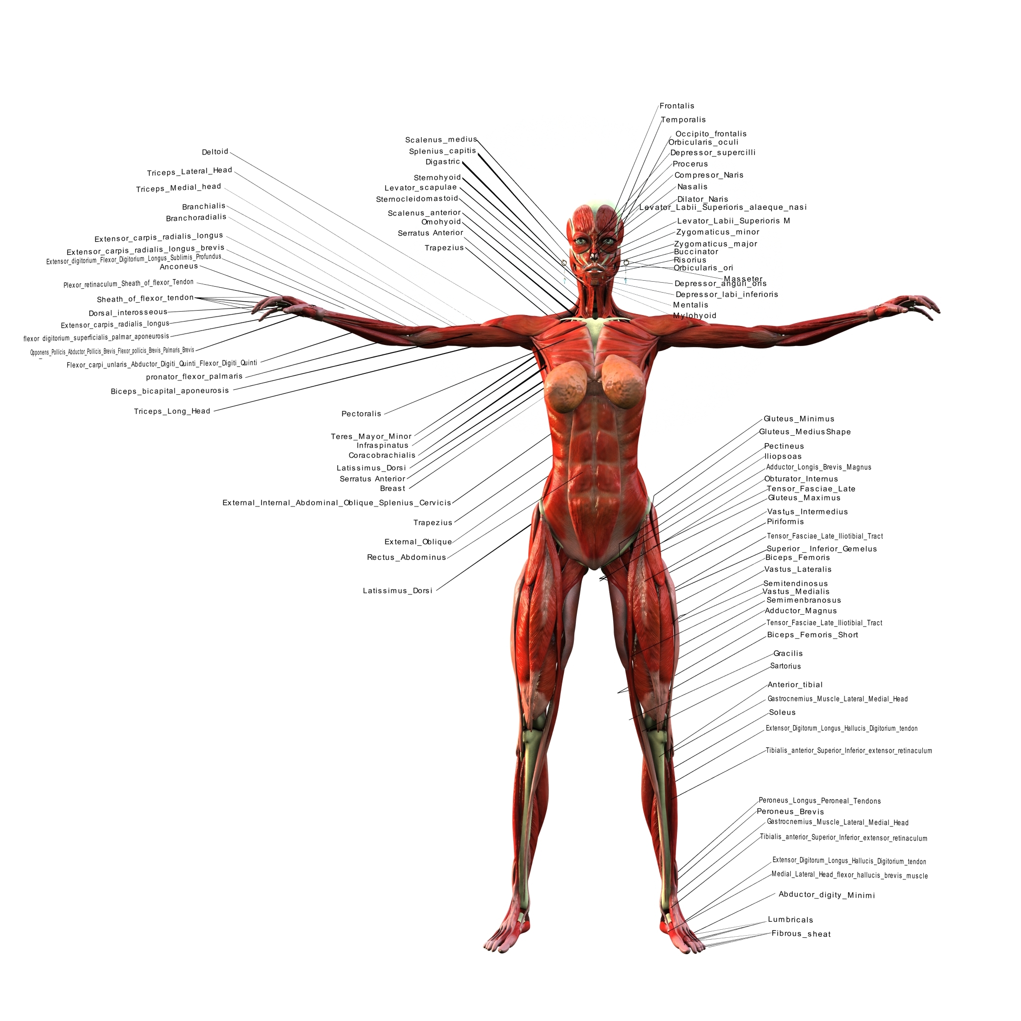 WHAT IS A WOMAN visual data 3
