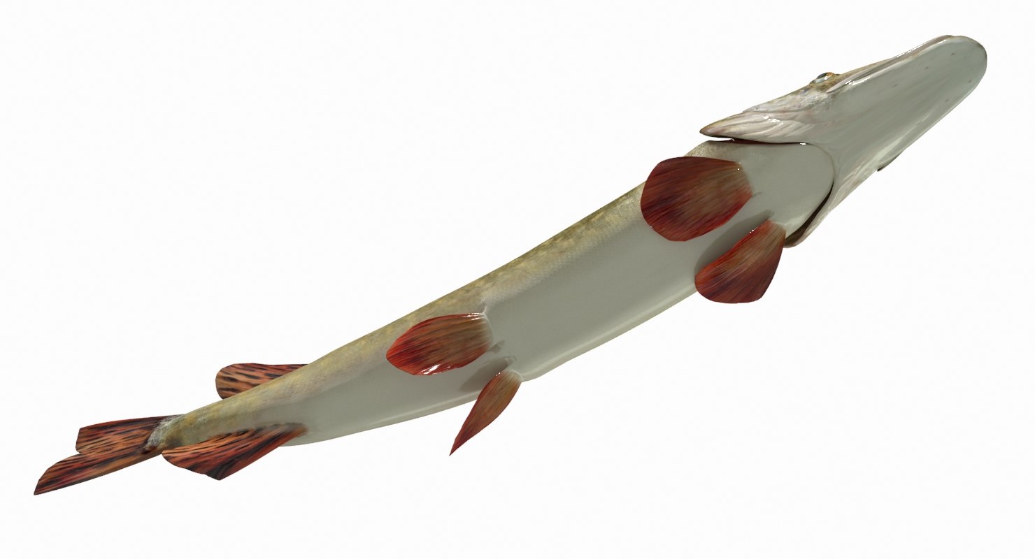 pike fish animation 3d model