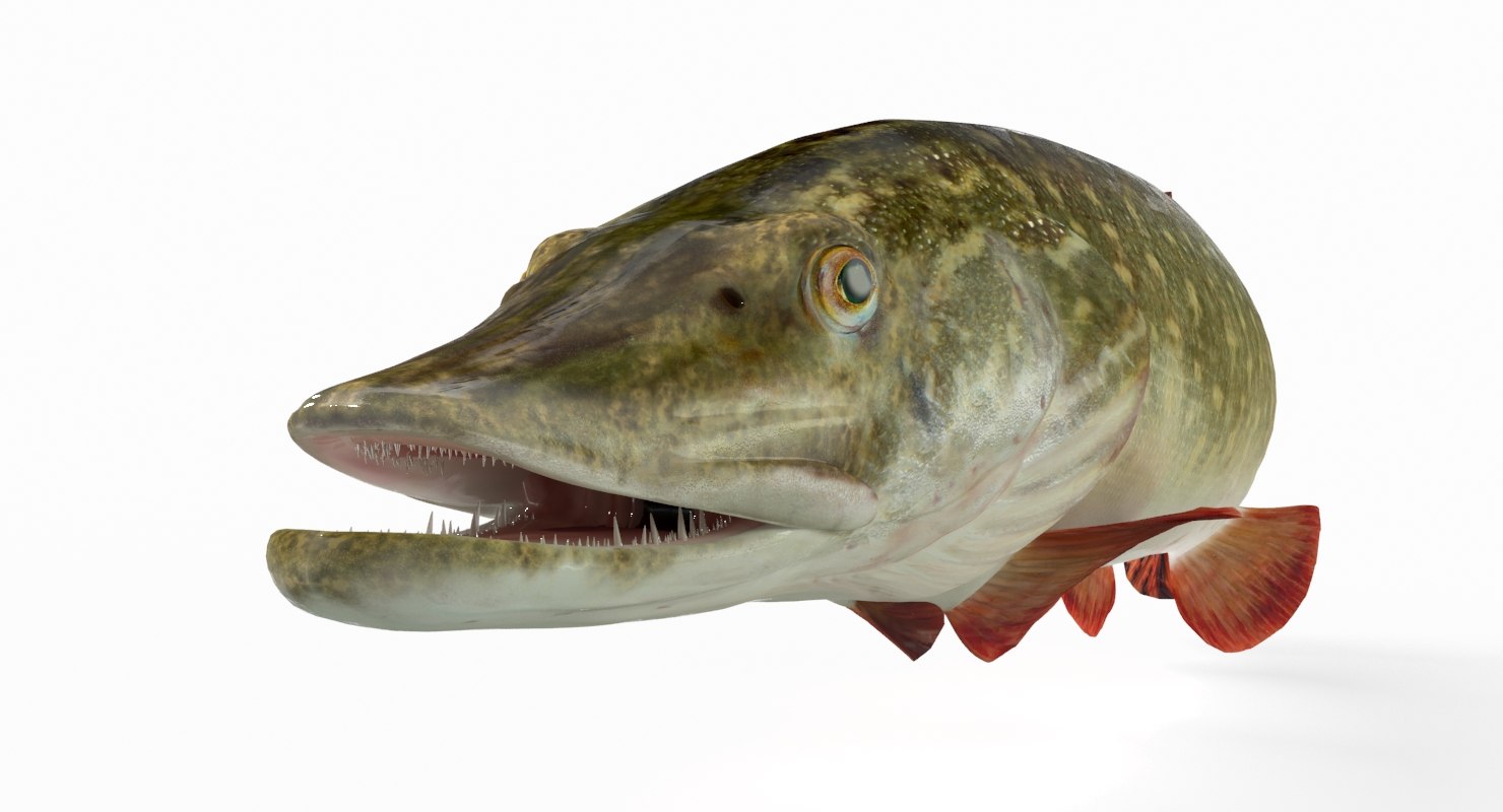 pike fish animation 3d model