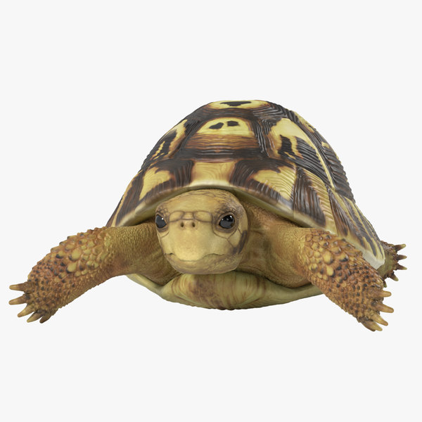 3 д черепаха. Среднеазиатская черепаха. Черепаха картинка. Черепаха анимация. Анимированная черепашка.