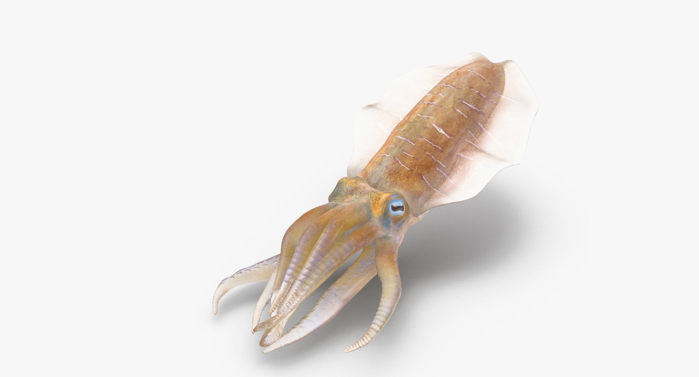 3d squid rigged - model