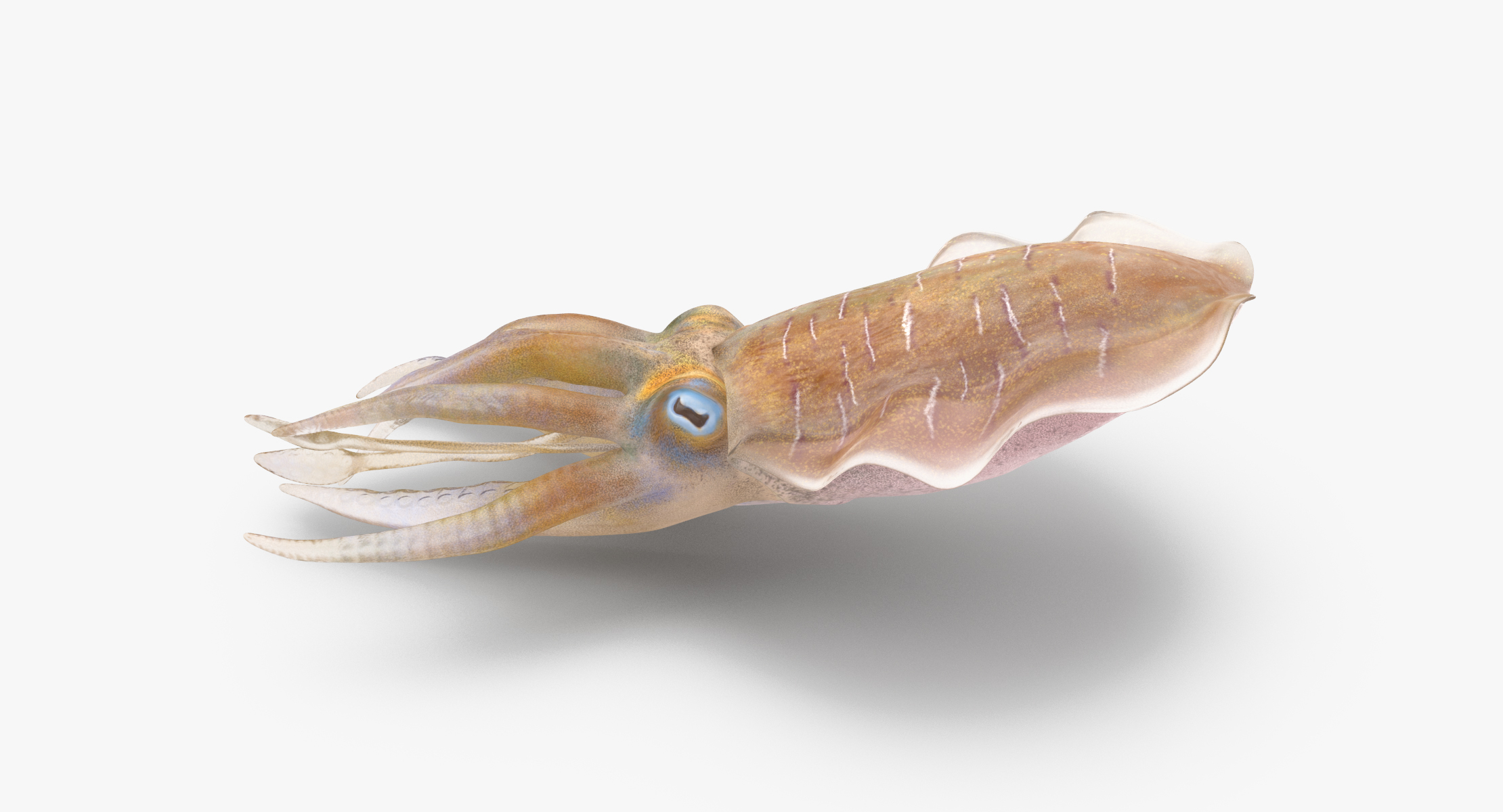 3d squid rigged - model