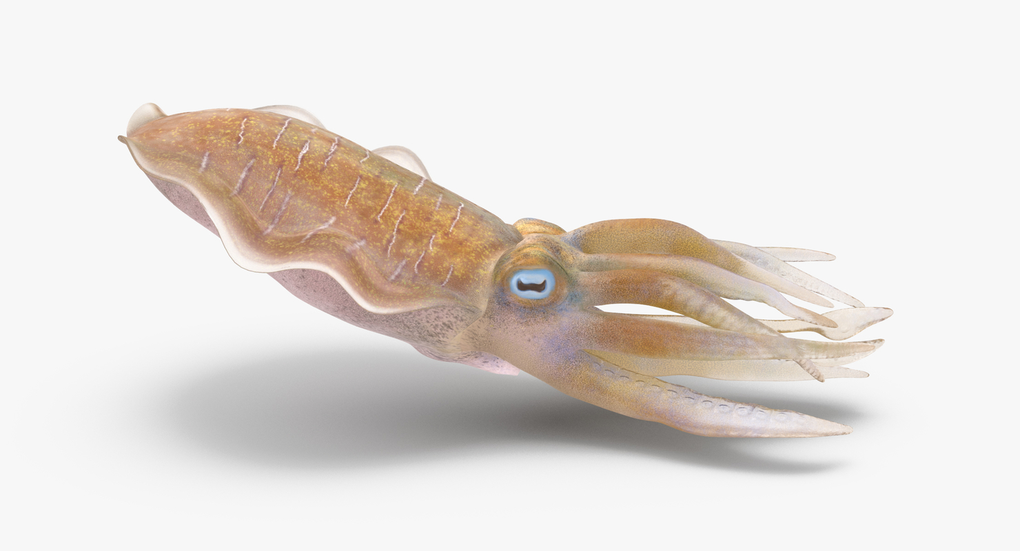 3d Squid Rigged - Model