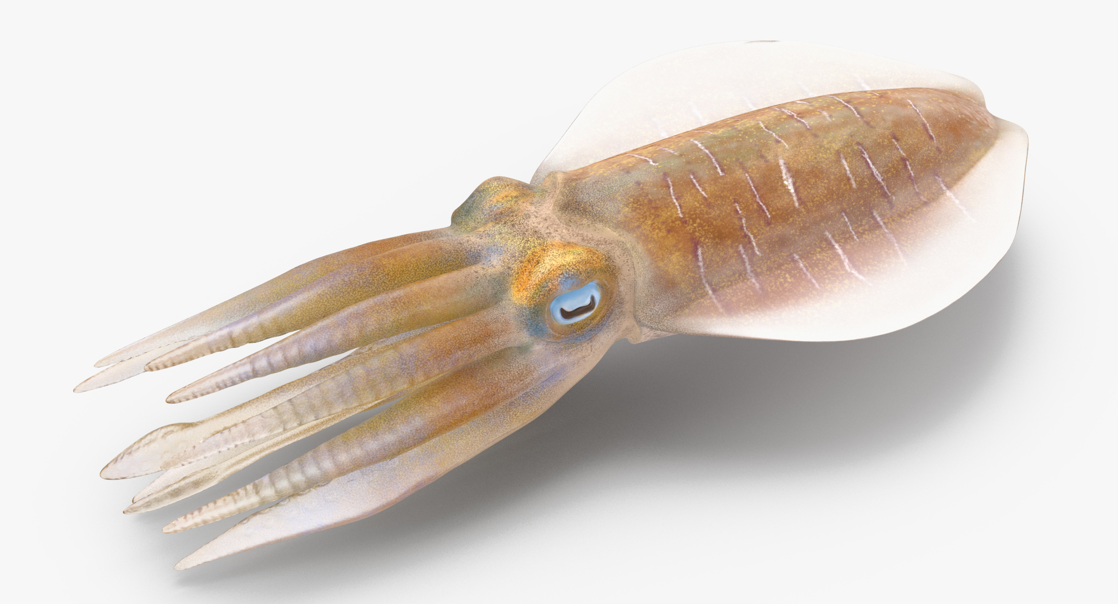 3d squid rigged model