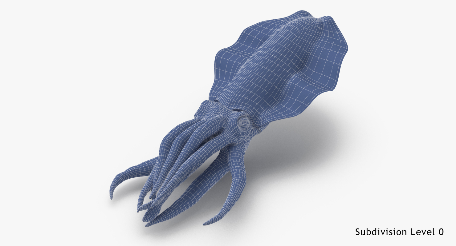 modelo 3d Calamar - Aparejado - TurboSquid 1113913