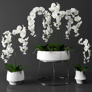 3d orchid set