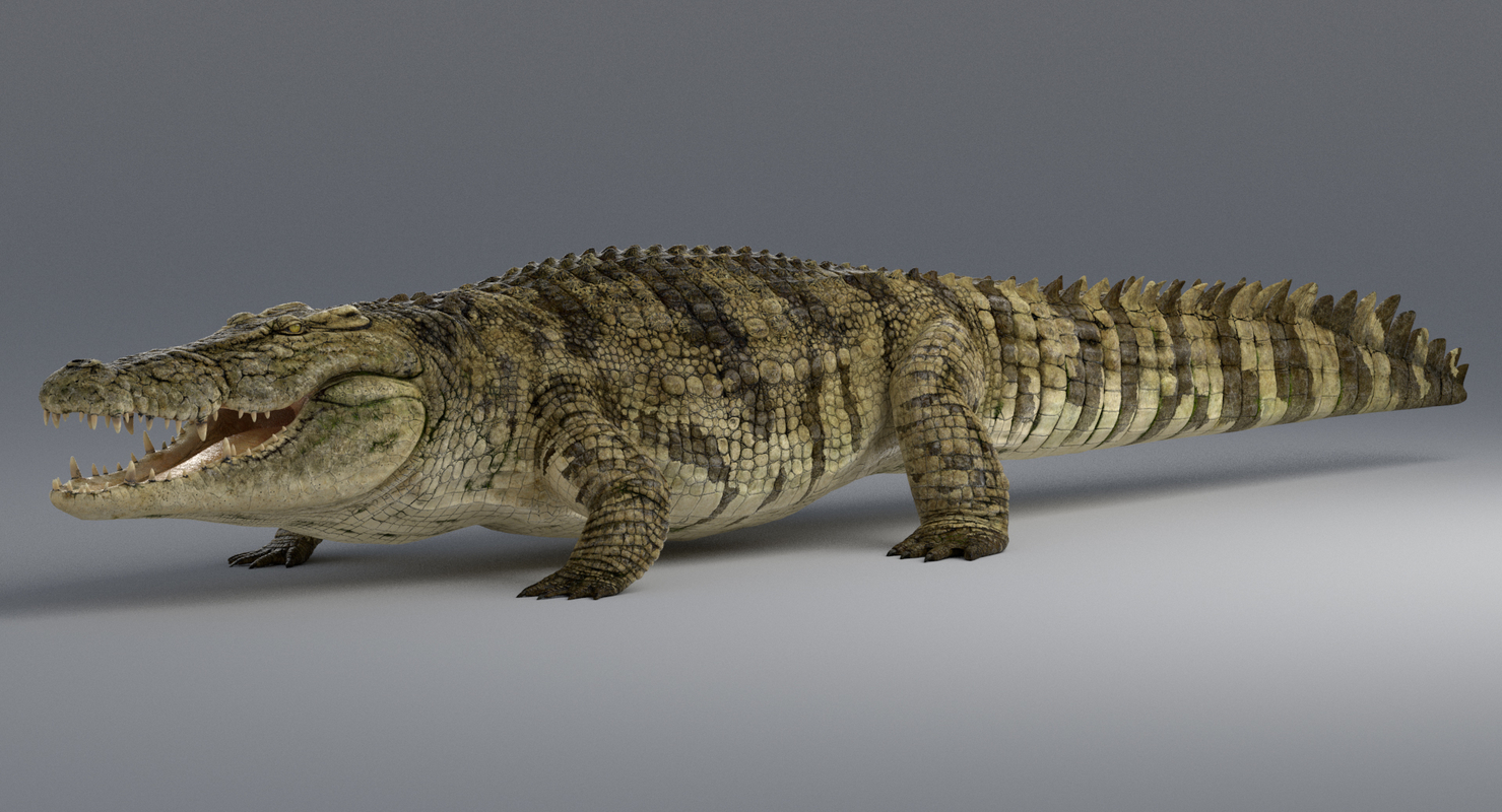 crocodile 3d max